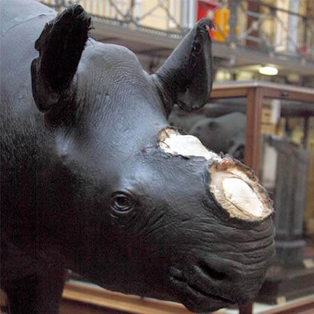 Rhino with horn removed