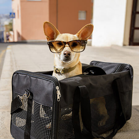 dog in a bag with sunglasses