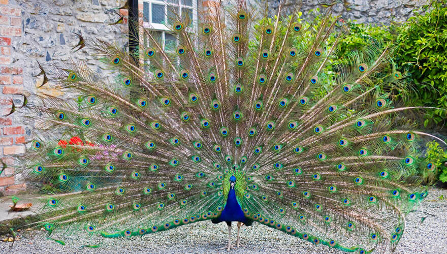 a peacock spreads its feathers in the grounds of malahide castle