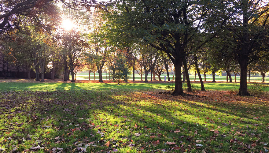 sun shines through trees in fairview park