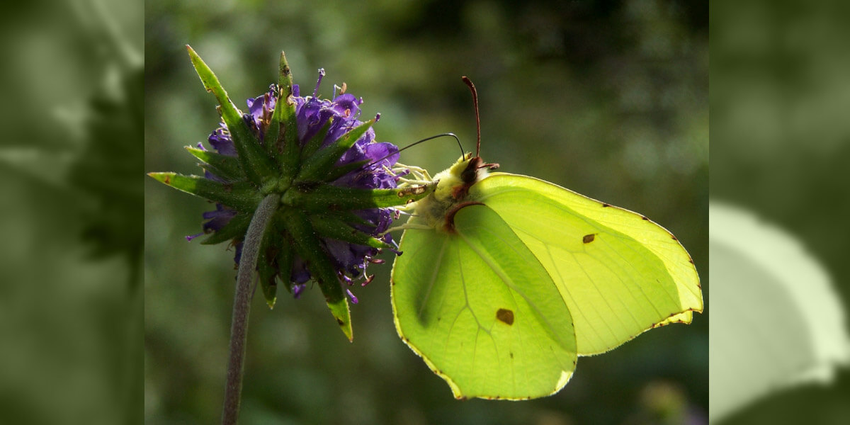 The Irish Butterfly-an illustrated talk