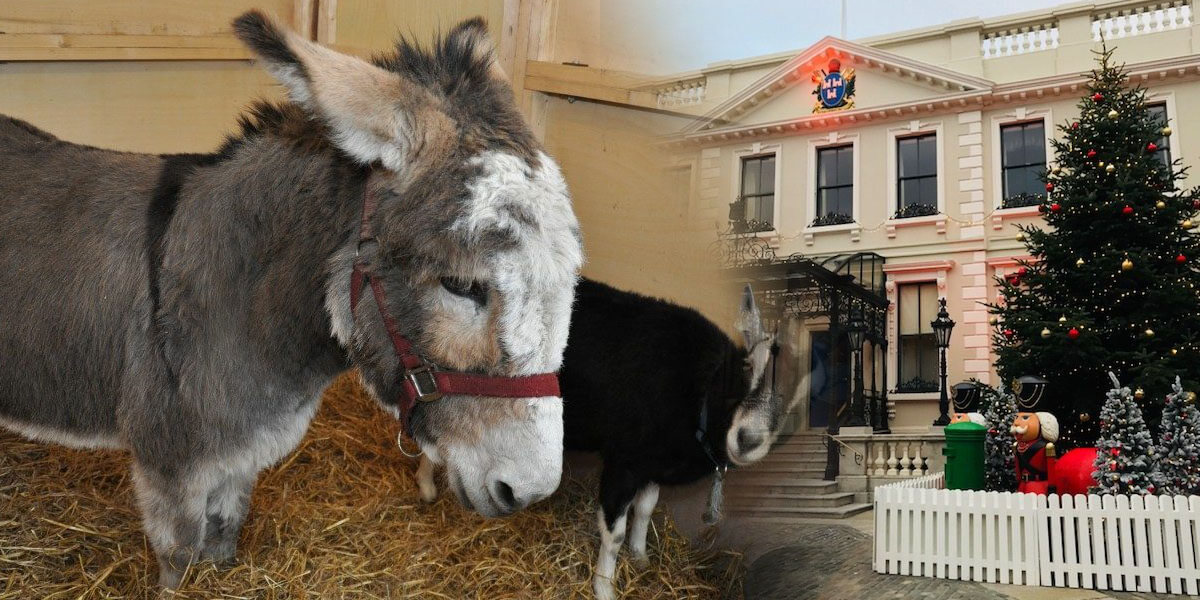 Live Animal Crib at the Mansion House