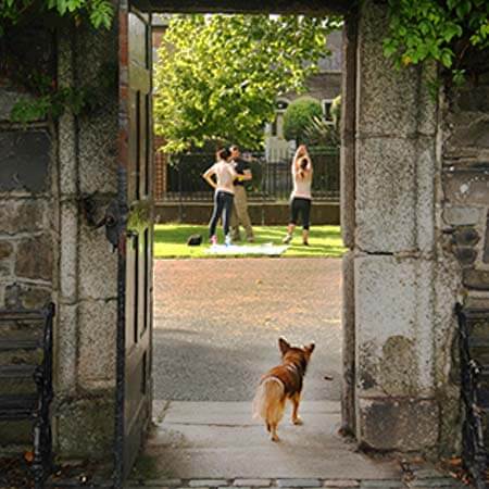 image of dog strolling through old-fashioned park gate